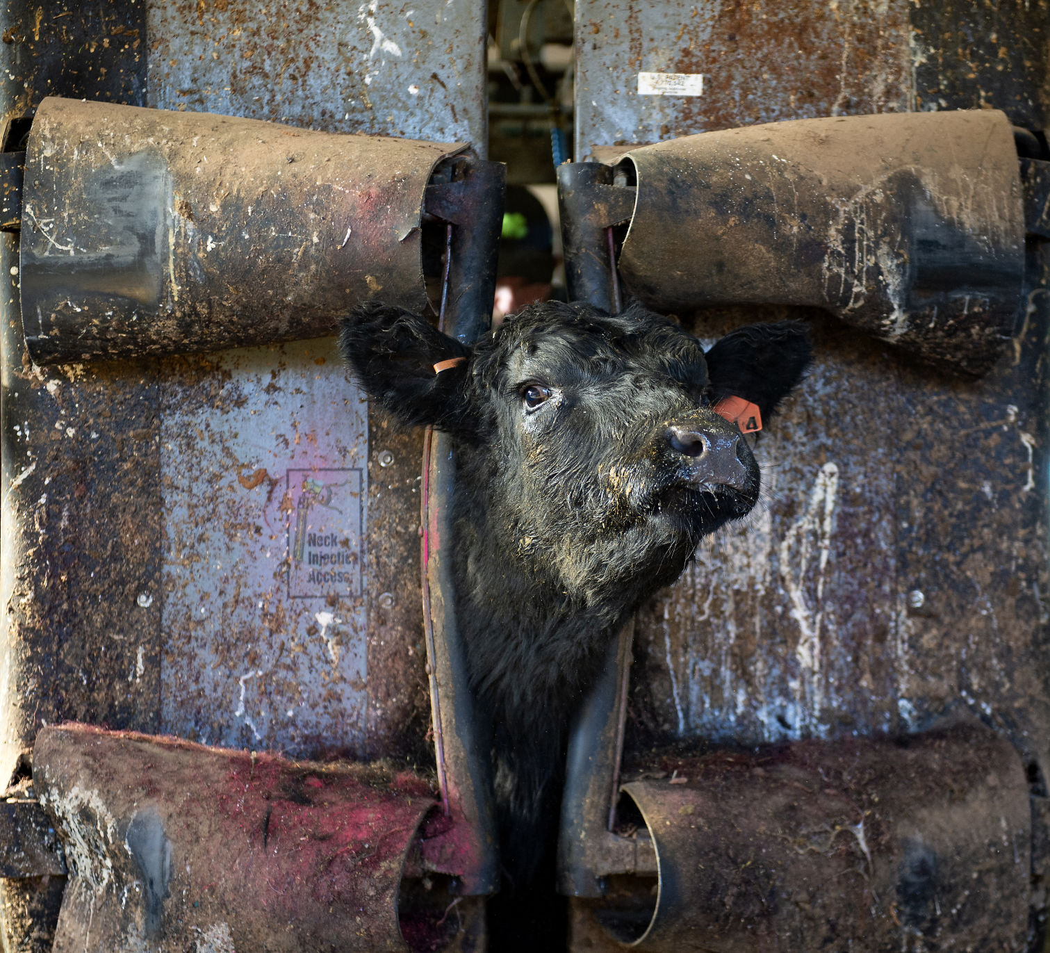 Ranchers deal with fallout from Badger Fire